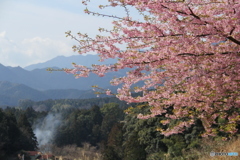 河津桜in湯ノ口温泉