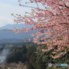 河津桜in湯ノ口温泉