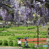 藤