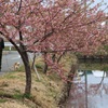 河津桜と犬とおじさん