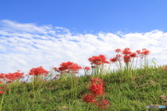 秋の空　彼岸花と共に