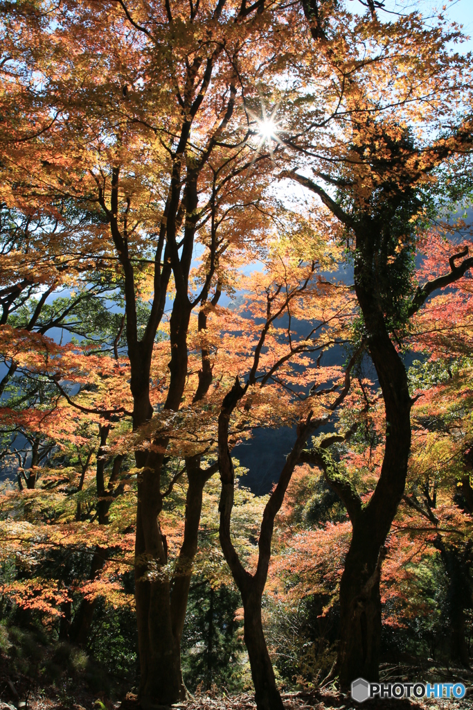 宮妻峡・水沢もみじ谷の紅葉