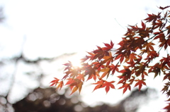 紅葉
