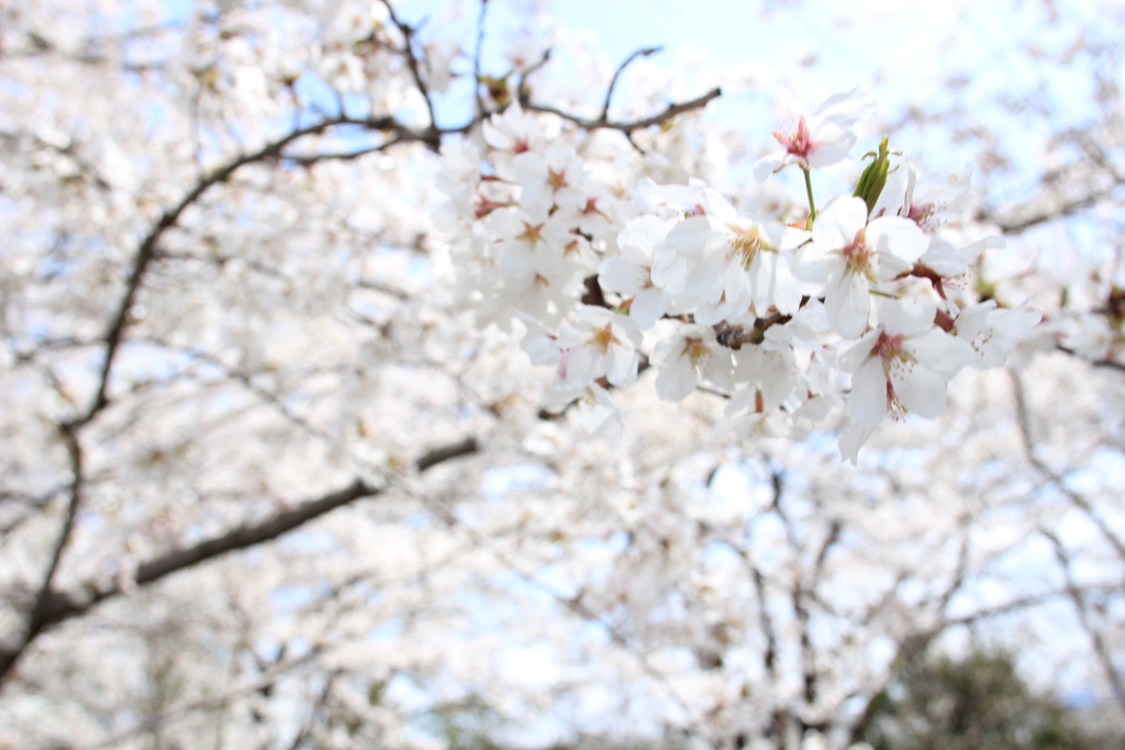 諏訪湖の桜3