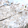 諏訪湖の桜3