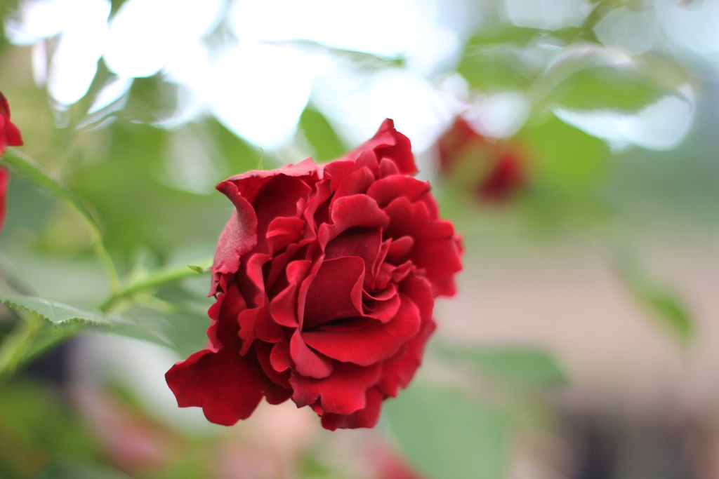 国際バラとガーデニングショウ2016_4