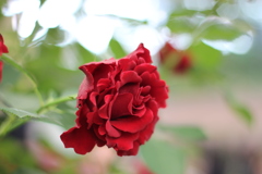 国際バラとガーデニングショウ2016_4