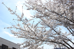 諏訪湖の桜2