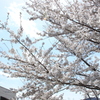 諏訪湖の桜2