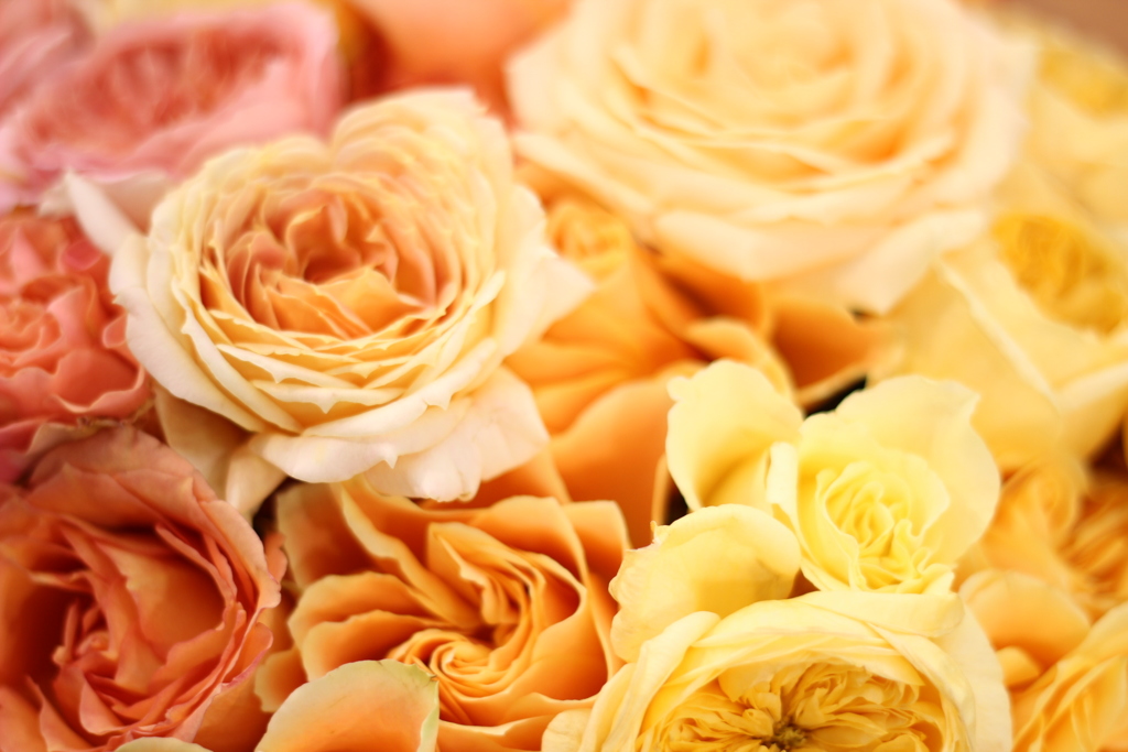 国際バラとガーデニングショウ2016_1