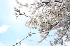 諏訪湖の桜4