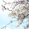 諏訪湖の桜4