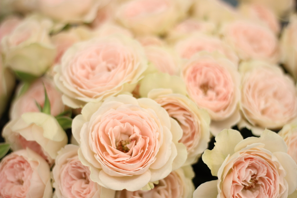 国際バラとガーデニングショウ2016_5