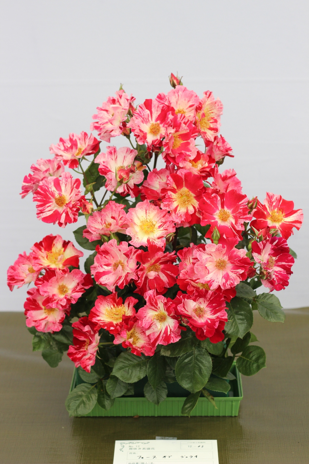 国際バラとガーデニングショウ2016_6