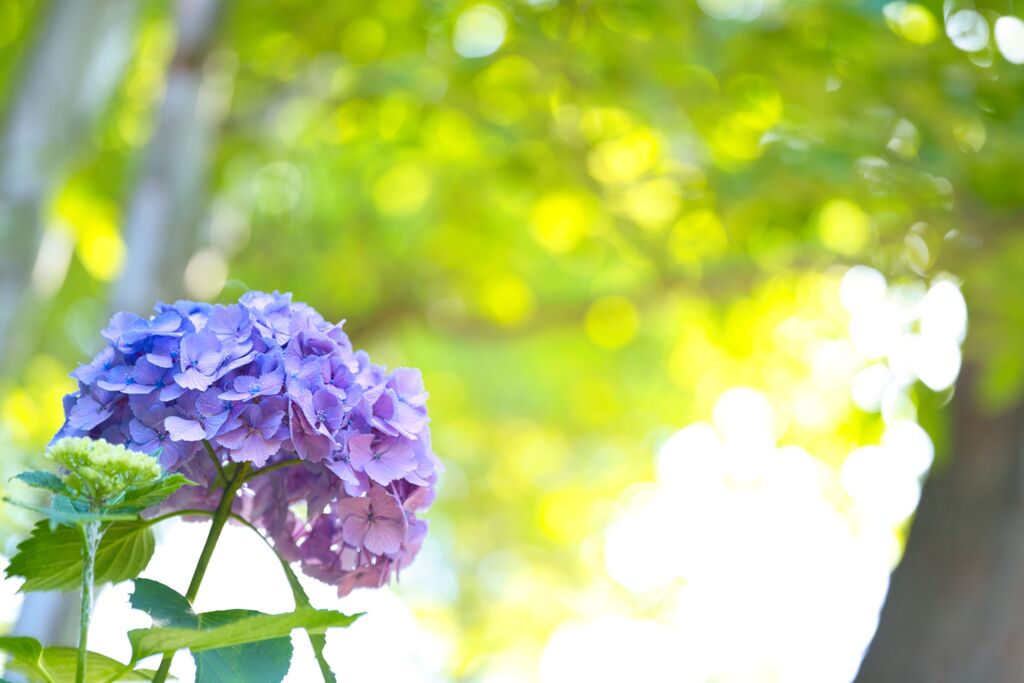 紫陽花