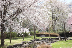 諏訪湖の桜1