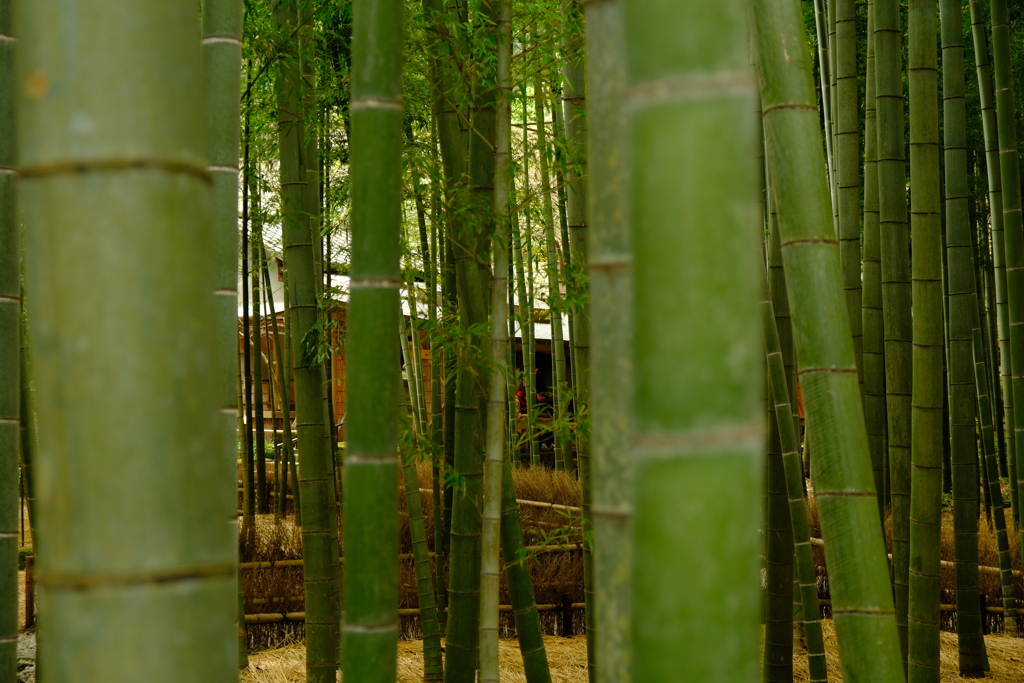 鎌倉・報国寺の竹の庭と休耕庵