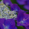 紫陽花