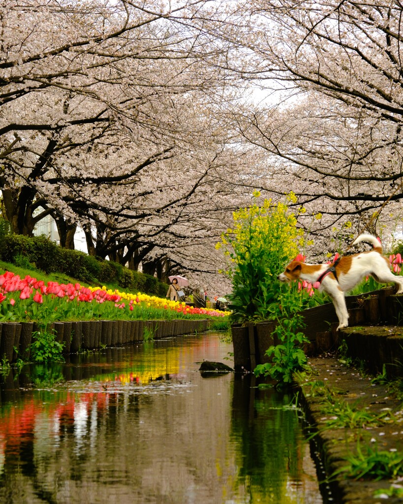 横浜・江川せせらぎ緑道