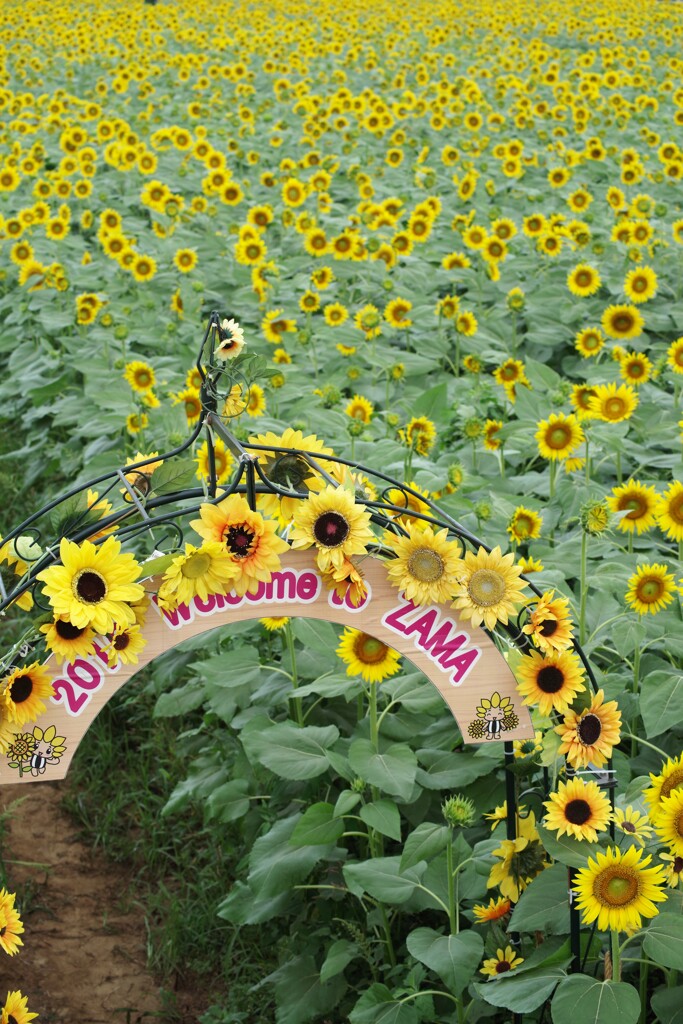 神奈川県座間のひまわり祭