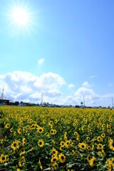 朝日を浴びる明野のひまわり