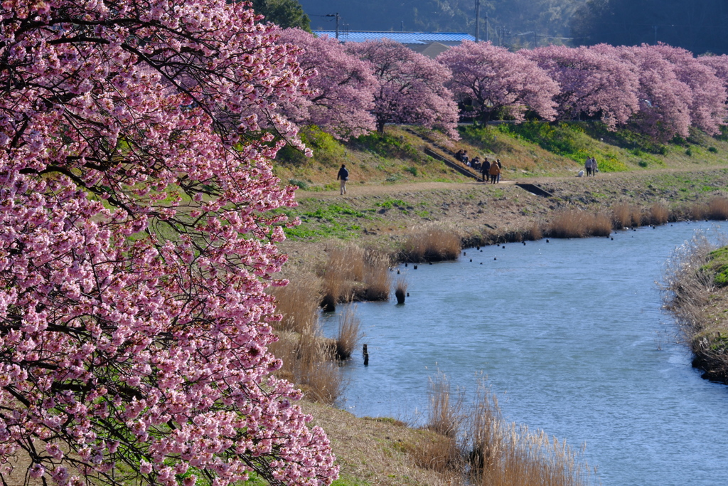 南伊豆町の河津桜