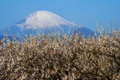 曽我梅林の彼方に佇む富士山