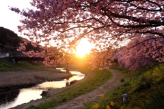 南伊豆町・青野川沿いの河津桜