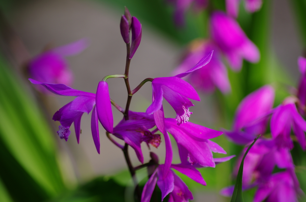 シランの花