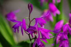 シランの花