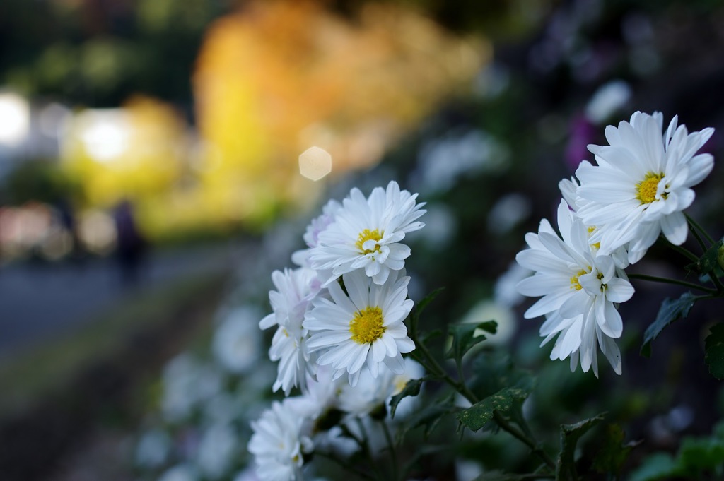 菊