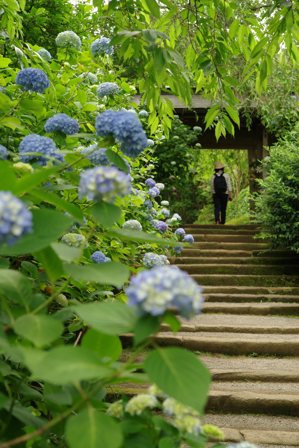 鎌倉・明月院