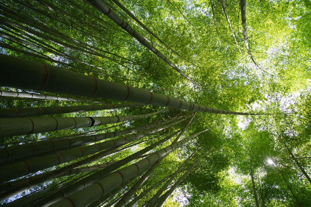 鎌倉「竹の寺」報国寺