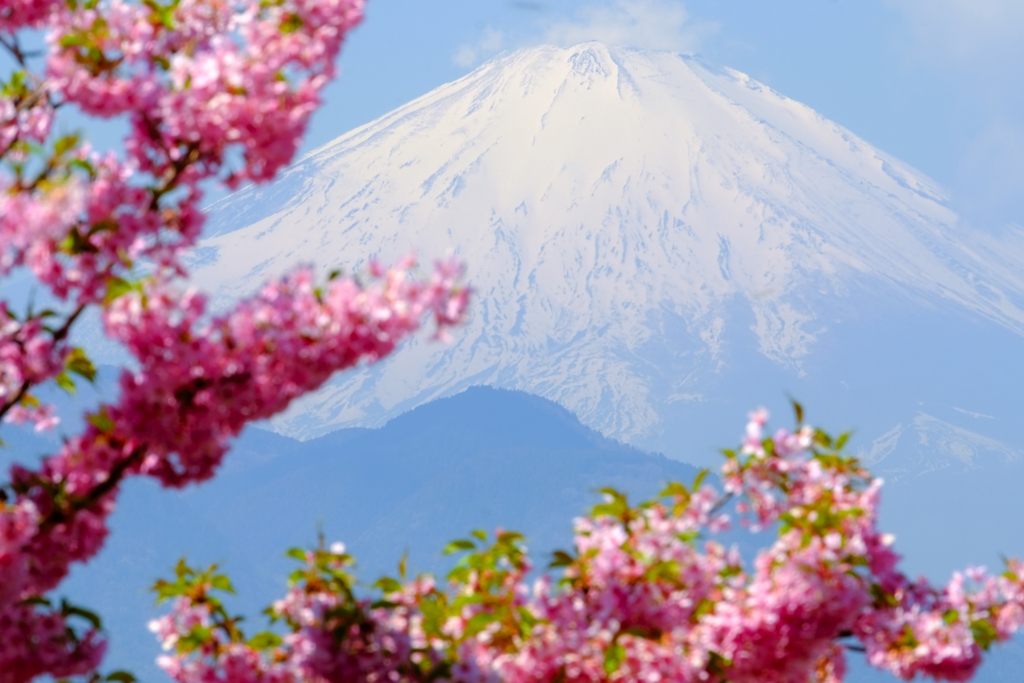 富嶽と河津桜