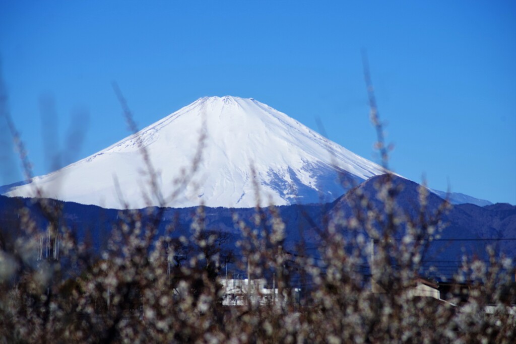 曽我梅林から眺める富嶽