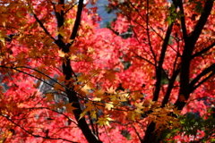 高尾山の紅葉