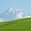 静岡県大淵笹場の茶畑で