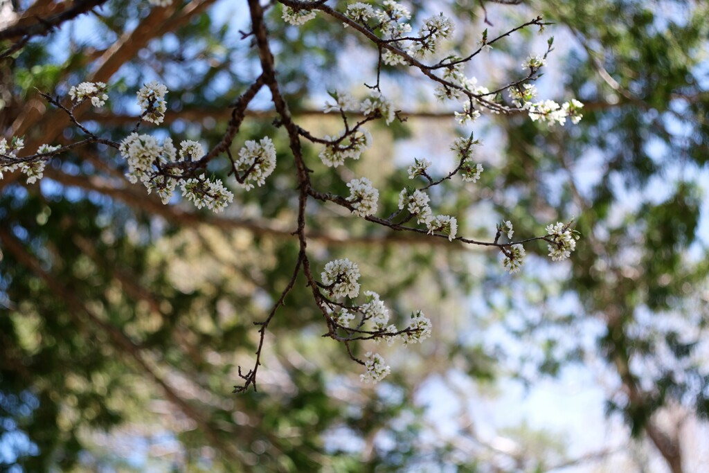 八千穂高原の桜がようやく咲きました
