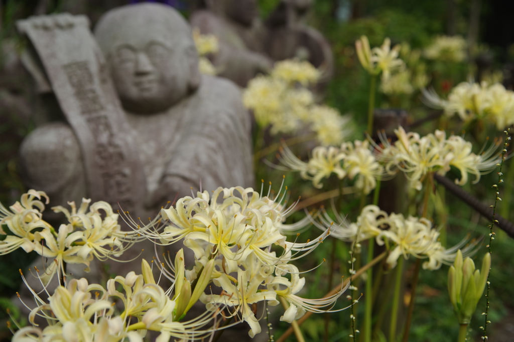 お花の寺の白い彼岸花