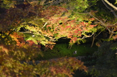 水と紅葉