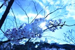桜 in 宇治川 その６