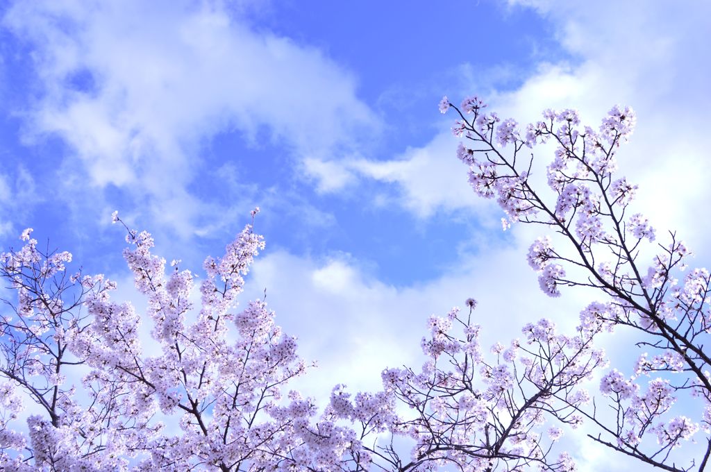 桜 in 宇治川 その７
