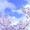 桜 in 宇治川 その７