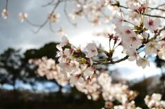 桜 in 宇治川 その８