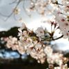 桜 in 宇治川 その８