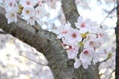 桜 in 宇治川 その３