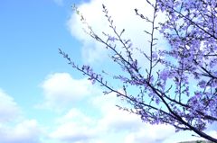 桜 in 宇治川 その５