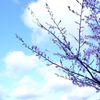 桜 in 宇治川 その５
