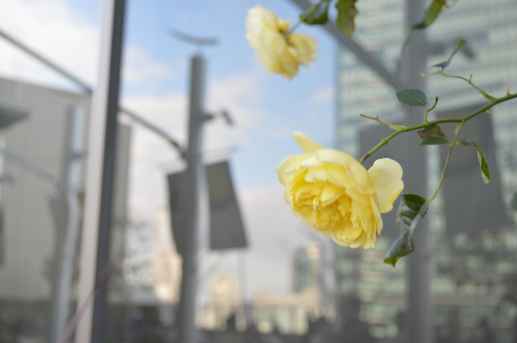 無理矢理な花園、その一角