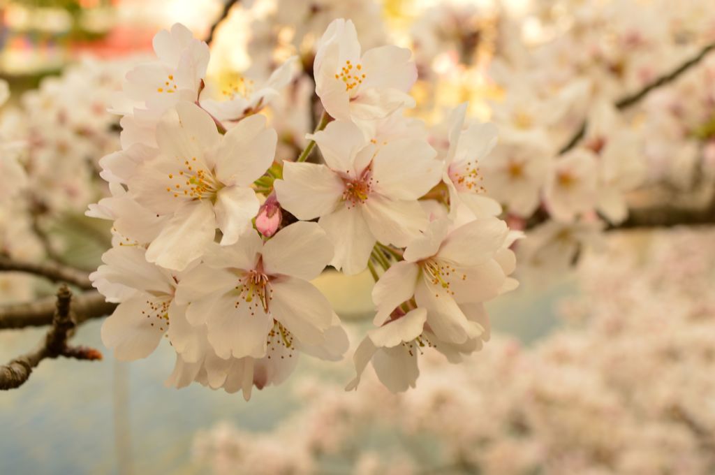 桜 in 宇治川 その２
